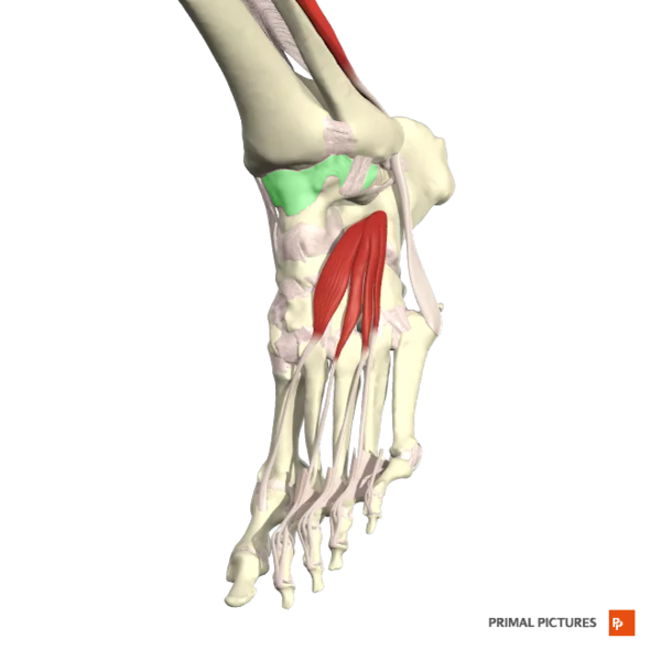 File:Capsule of ankle joint Primal.png