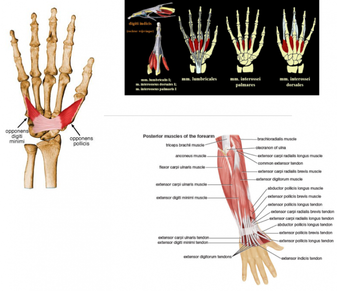 File:Hand muscles.png