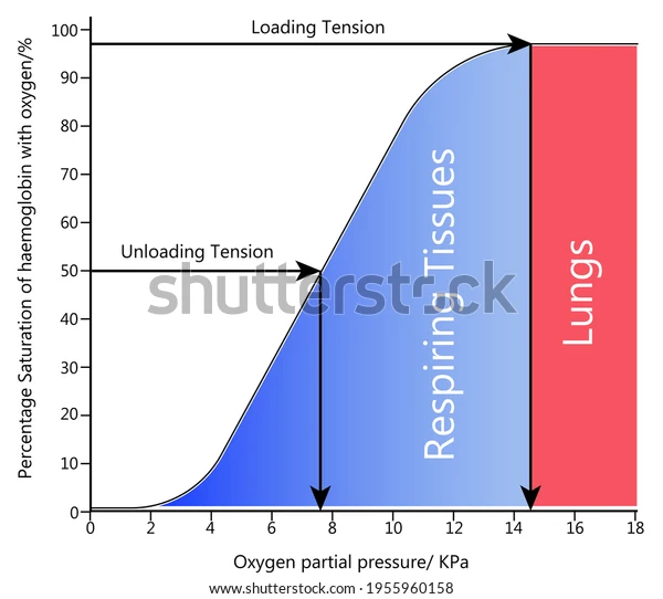 File:Oxygen dissociation curve.webp