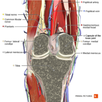 Coronal section of the knee joint 2 Primal.png