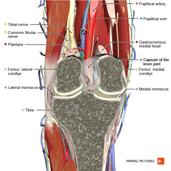 File:Coronal section of the knee joint 2 Primal.png