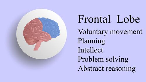Frontal lobe location and function.jpeg