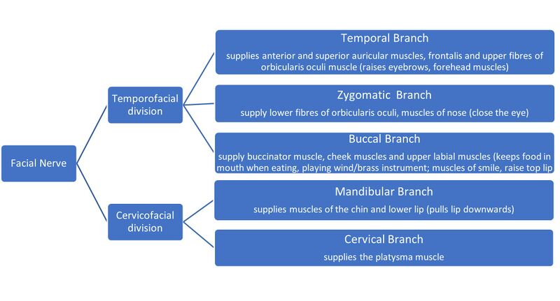 File:Terminal branches of Facial nerve and supplies.jpg