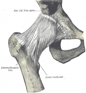 Anatomy human hip.jpg
