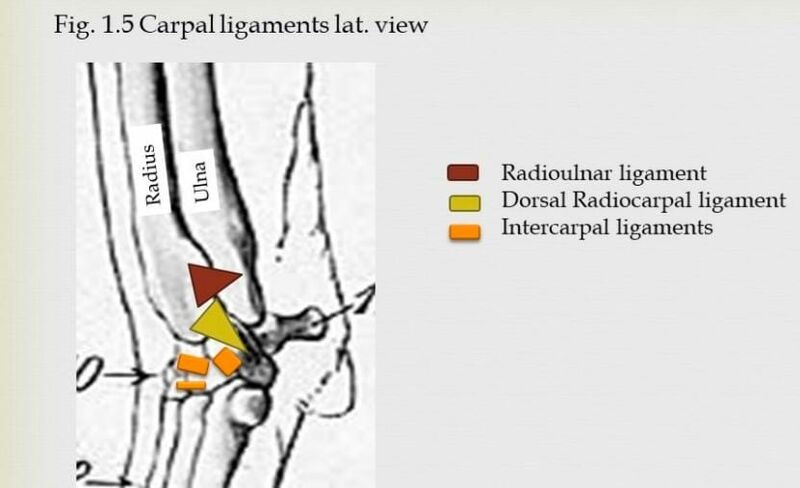 File:Canine carpal lig lateral view.jpeg