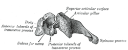 Cervical Vertebra side view.png