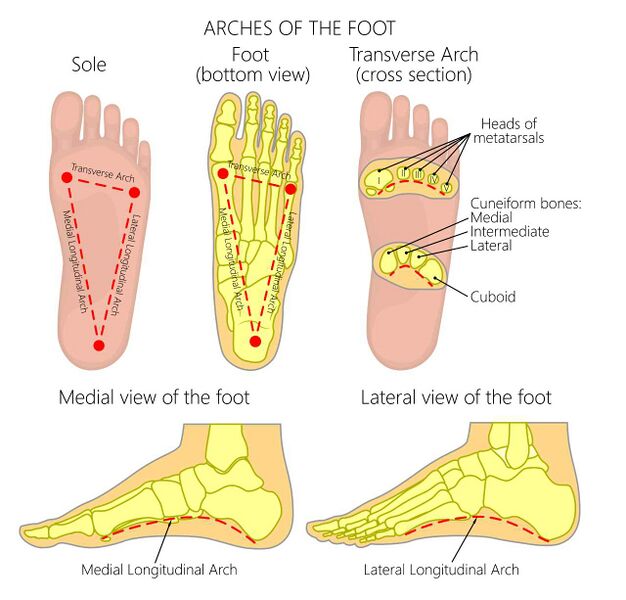File:Arches of the Foot - shutterstock 478538809 smaller.jpg