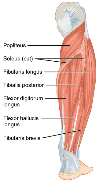 File:1123 Muscles of the Leg that Move the Foot and Toes c.png