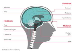 Anatomy of brain .png