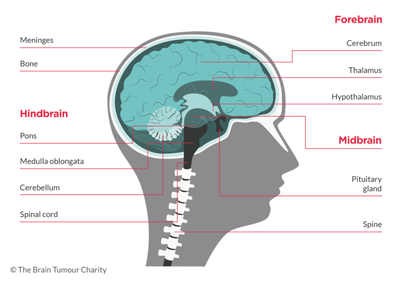 File:Anatomy of brain .png
