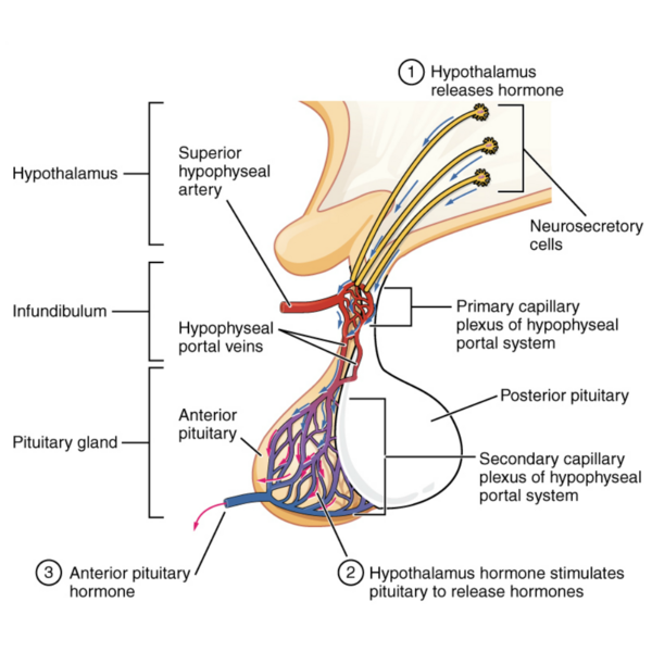 File:Pituitary Anterior.png