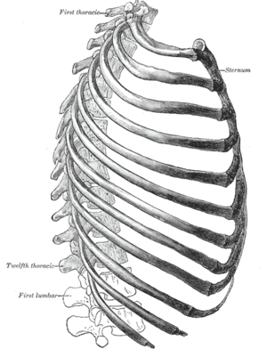 Thorax- Lateral view.gif