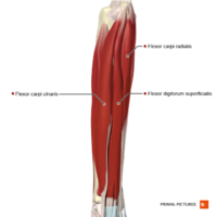 Superficial flexor muscles of the forearm Primal.png