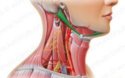 Kenhub allows this work to be used for physiopedia. https://www.kenhub.com/en/library/anatomy/muscles-of-the-neck-an-overview