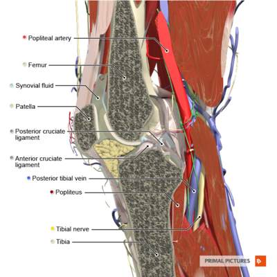 Sagittal section of the knee joint Primal.png