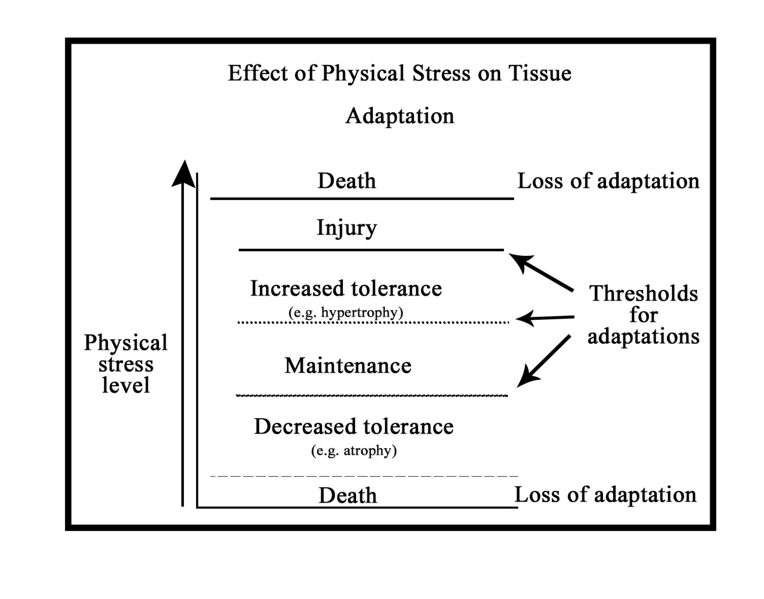 File:Effect of physical stress on tissue adaptation.jpg