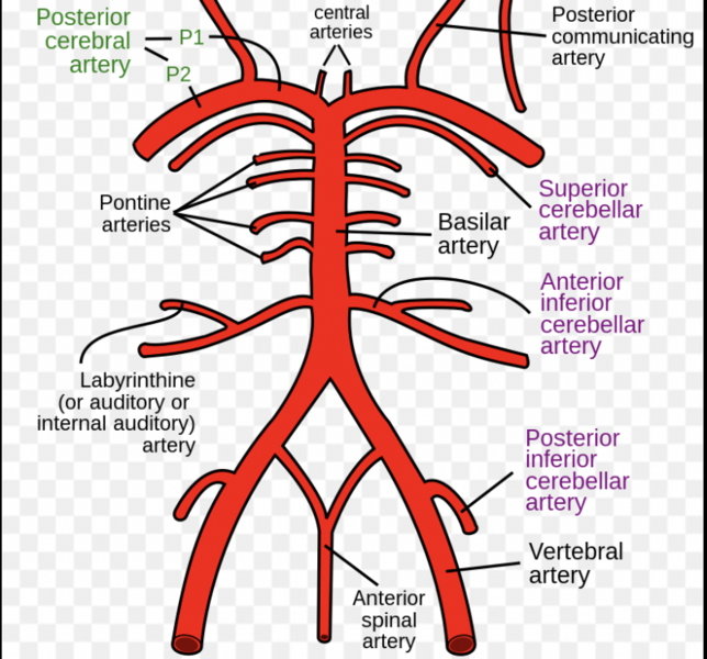 File:Midbrain blood supply.png