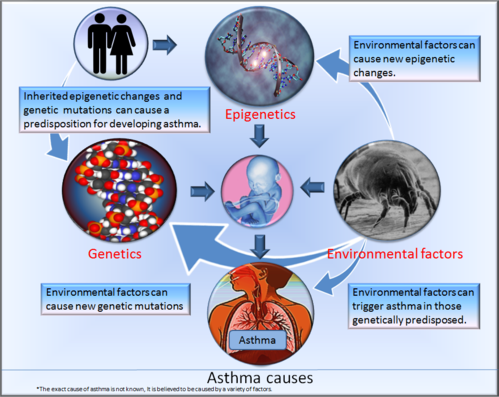 Asthma causes.png