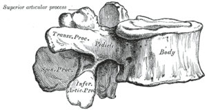 Lumbar vertebra.png