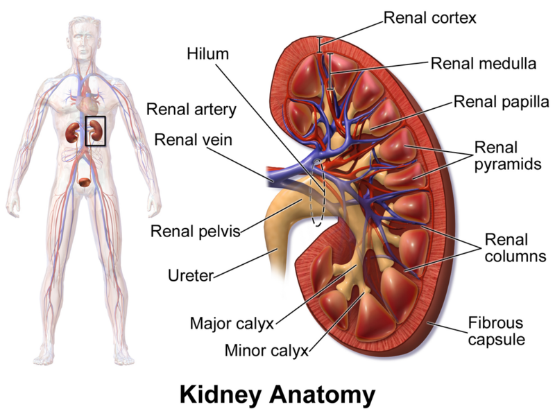 File:KidneyAnatomy 01.png