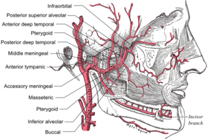 Maxillary artery branches.
