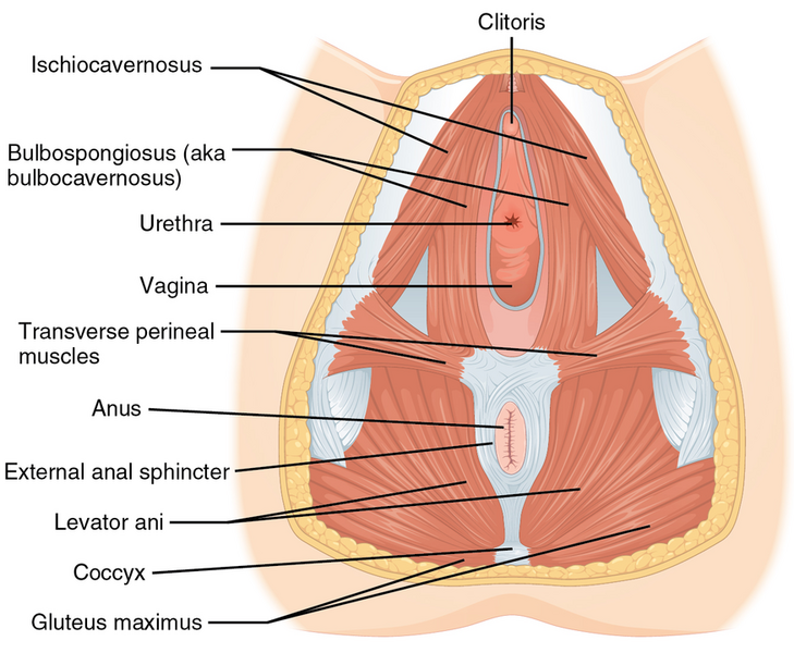 File:Muscle of the Female Perineum.png