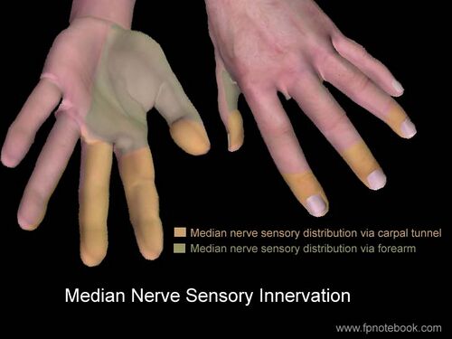 Median Nerve Sensory