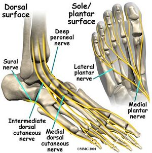 Anatomy ankle and foot 5.jpg