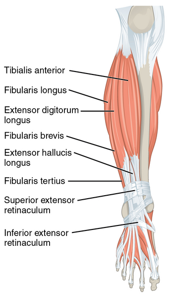 File:Anterior compartment.png