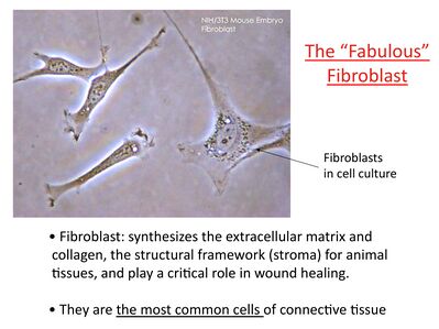 Fibroblast.jpeg