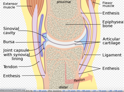 Synovial Joint.png