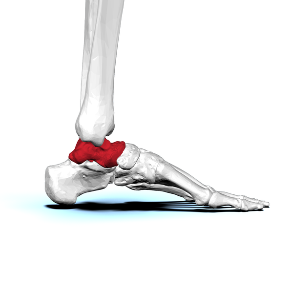 File:Talus bone lateral view.png