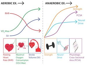 Aerobic Anaerobic Exercise Adaptations.jpeg