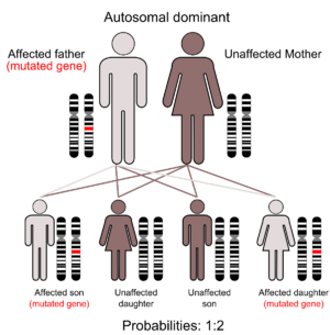Autosomal Dominant Gene Structure.png
