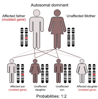 In Autosomal Dominant Inheritance Aspx Article Id