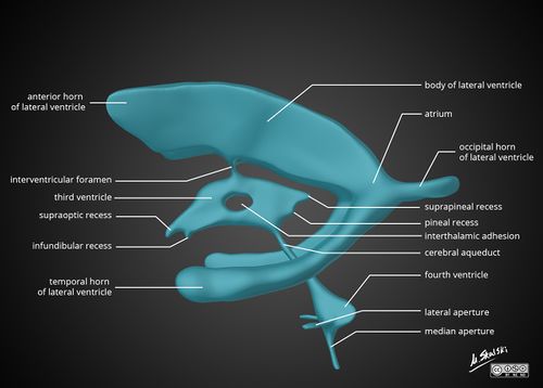 Brain-ventricle-anatomy-diagram.jpg