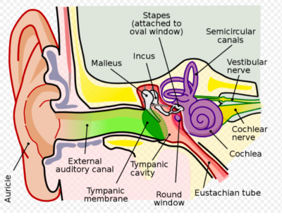 The Vestibulocochlear Nerve (CN VIII) - Physiopedia