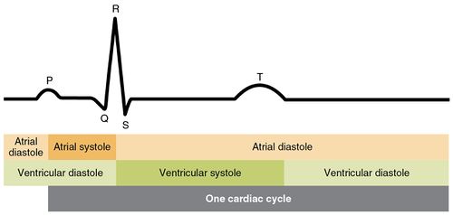 Cardiac Cycle Electrocardiogram.jpg