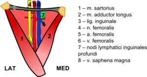 Femoral triangle2.png