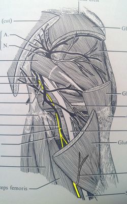 Posterior Femoral Cutaneous Nerve - Physiopedia
