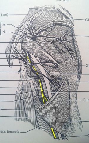 Posterior femoral cutaneous nerve.jpeg