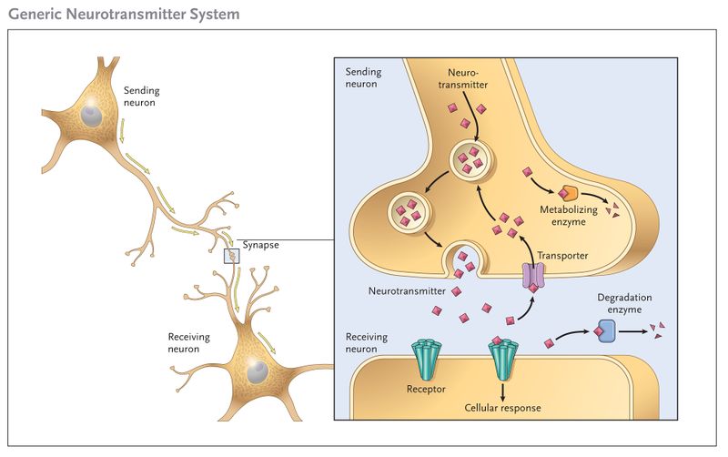 File:Neurotransmitter System.jpg