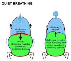 Quiet breathing.jpg