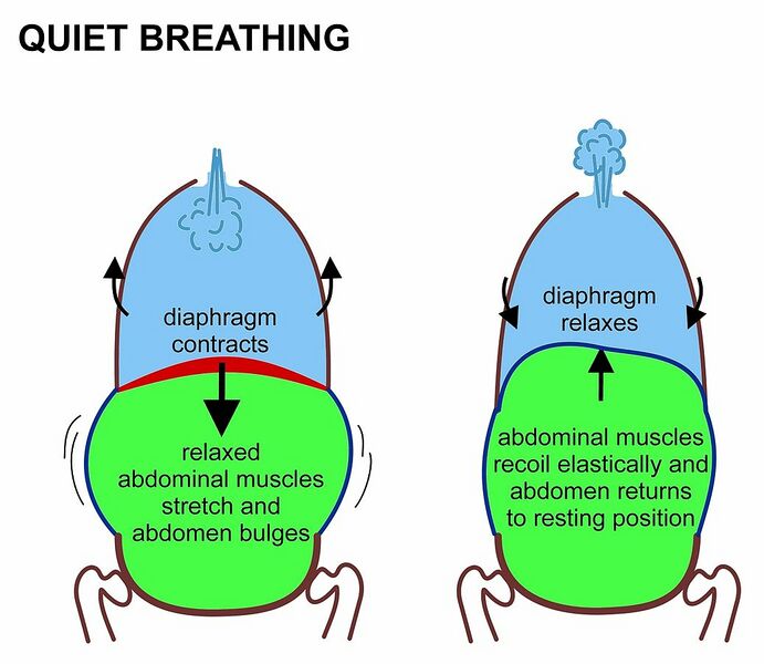 File:Quiet breathing.jpg