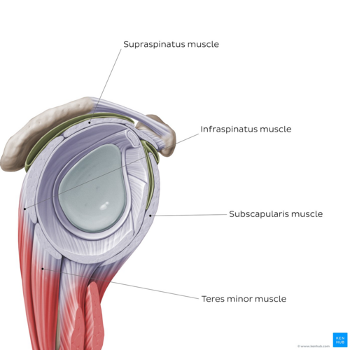 Overview of the rotator cuff muscles - sagittal view