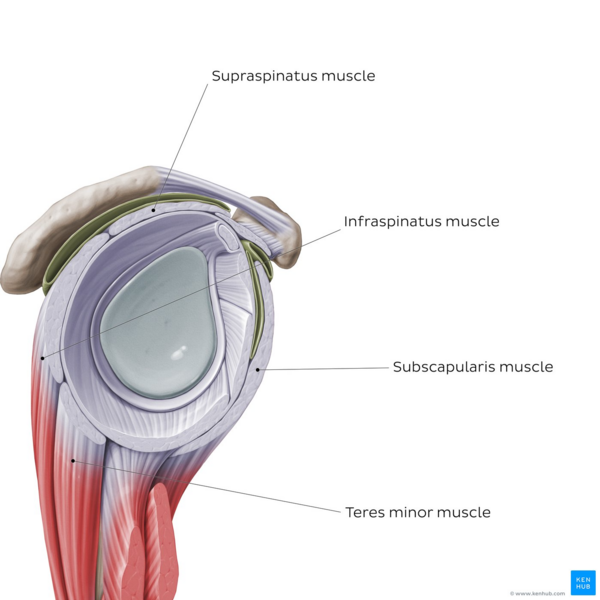 File:Overview of the rotator cuff muscles - Kenhub.png