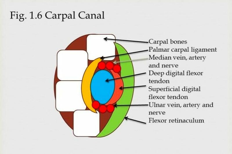 File:Canine carpal canal.jpeg