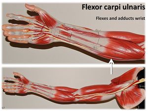 Músculo Flexor Ulnar do Carpo