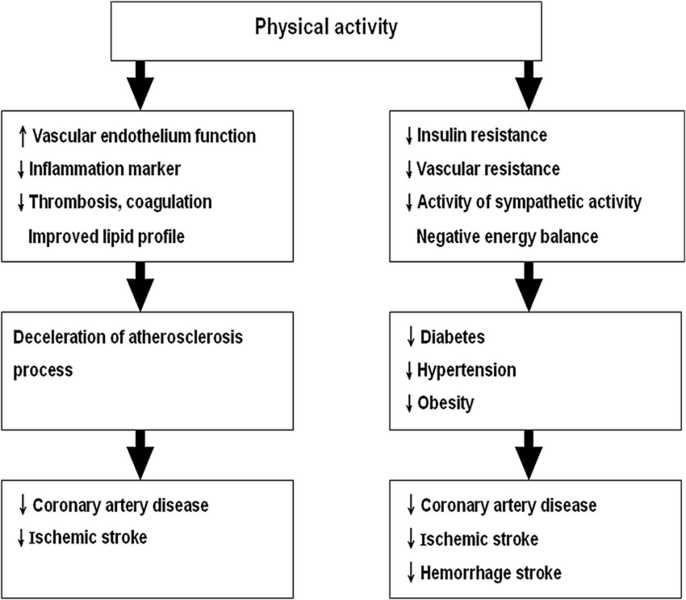 File:Potential-mechanisms-of-physical-activity-that-help-in-reducing-the-risk-of.png