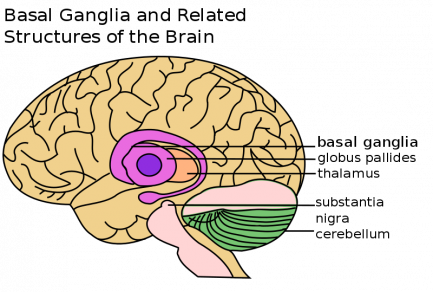 Basal Ganglia and Related Structures.svg.png